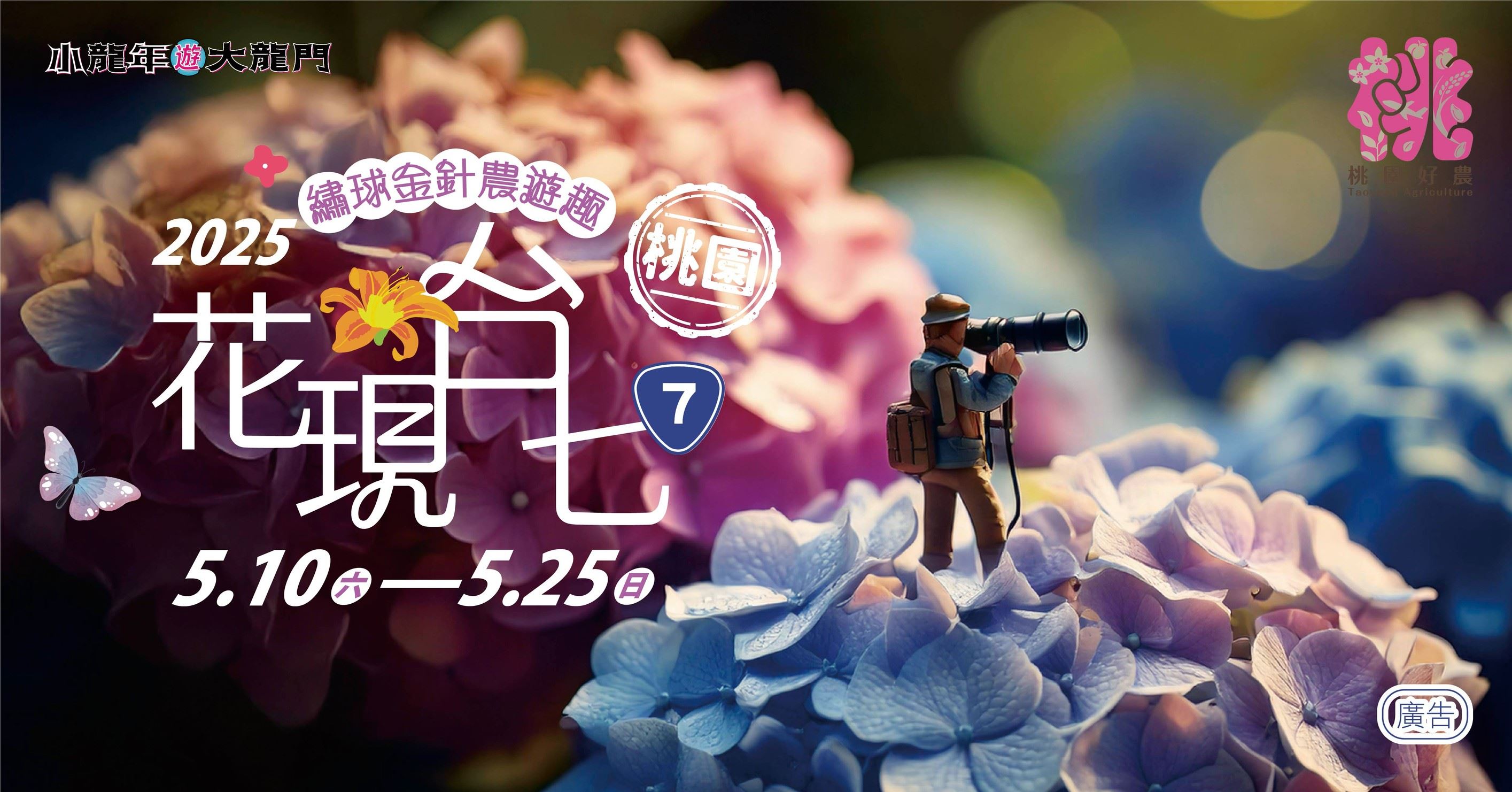 2025花現台七繡球金針農遊趣
