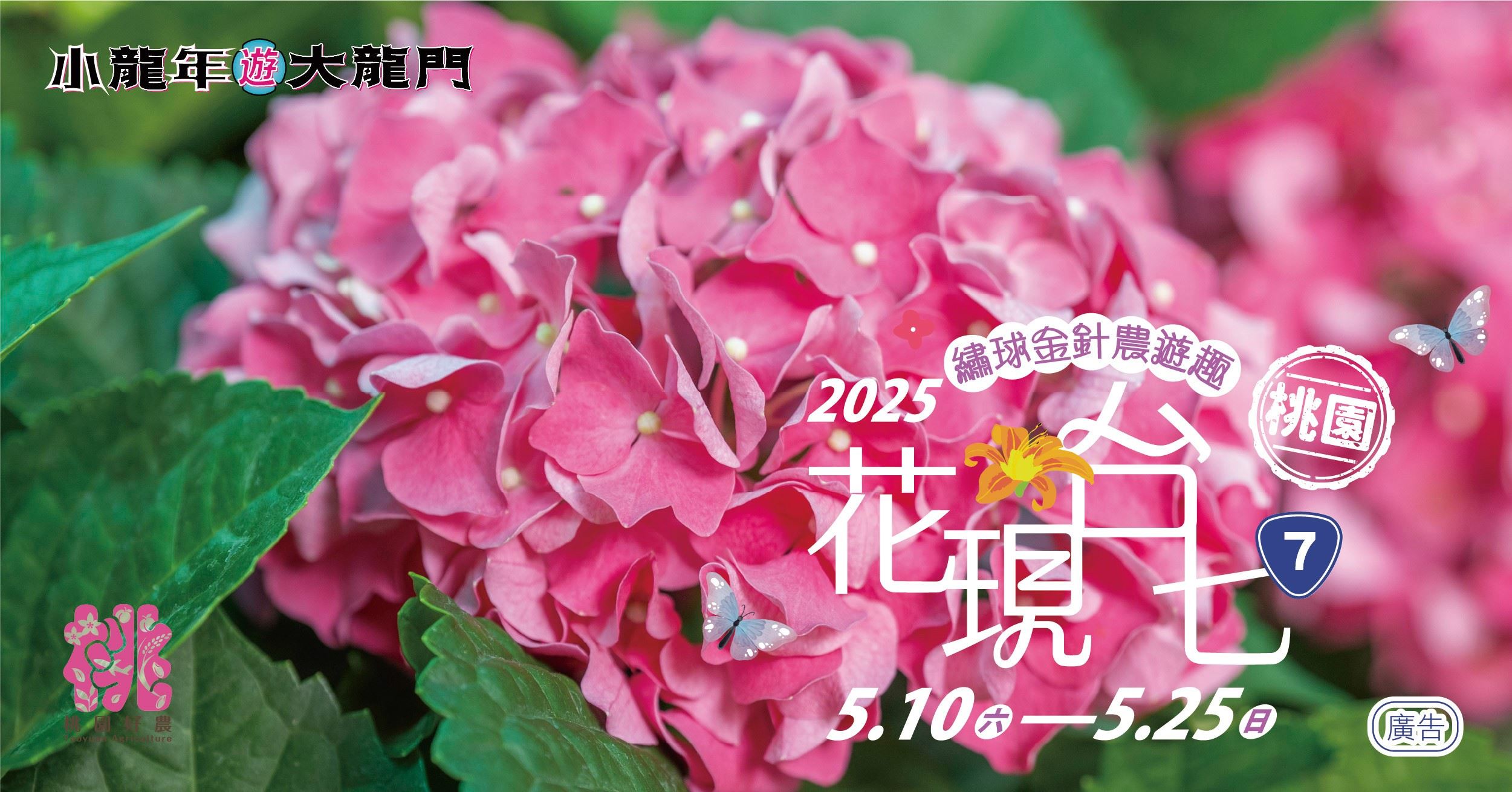 2025花現台七繡球金針農遊趣