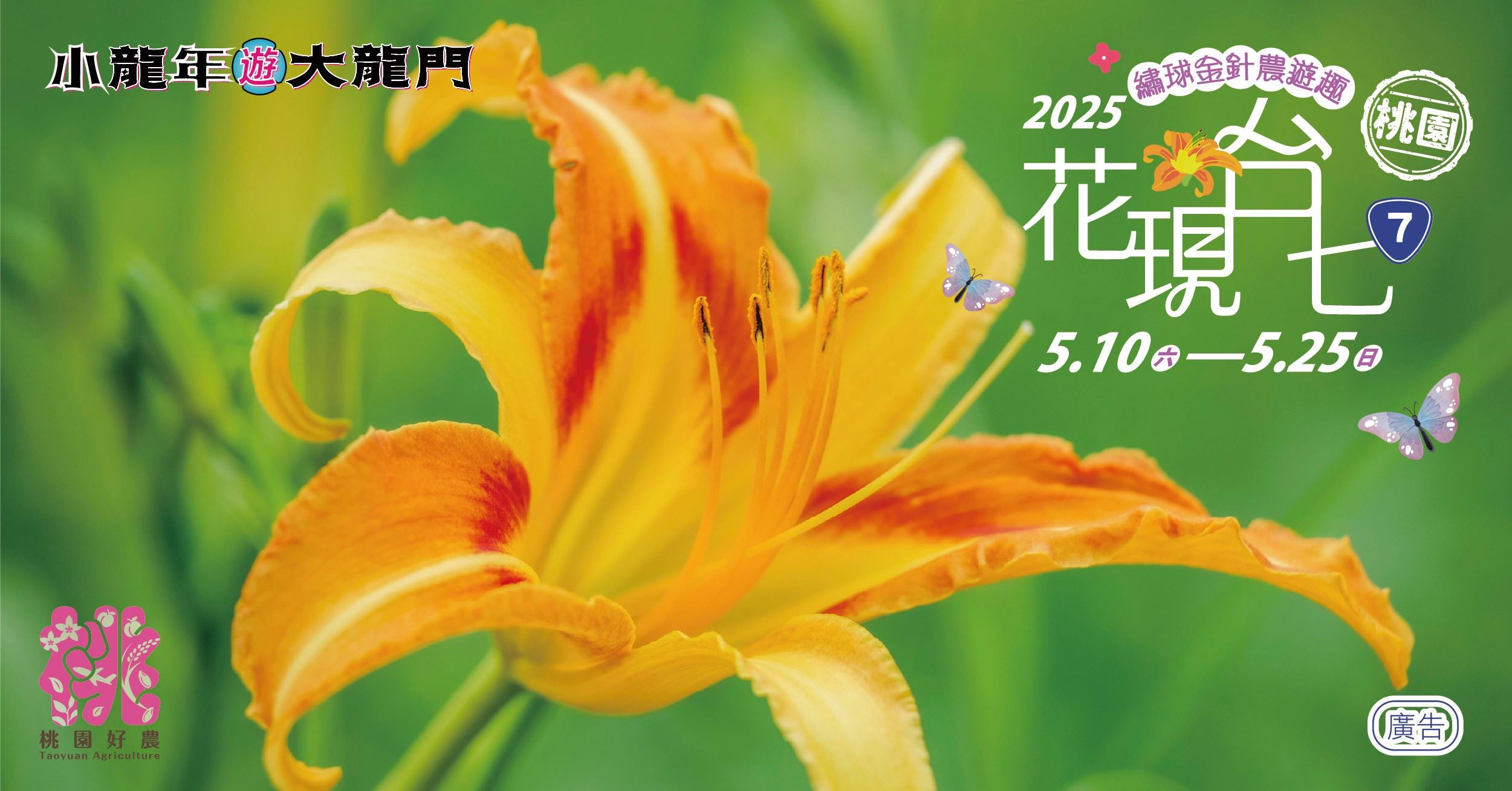 2025花現台七繡球金針農遊趣
