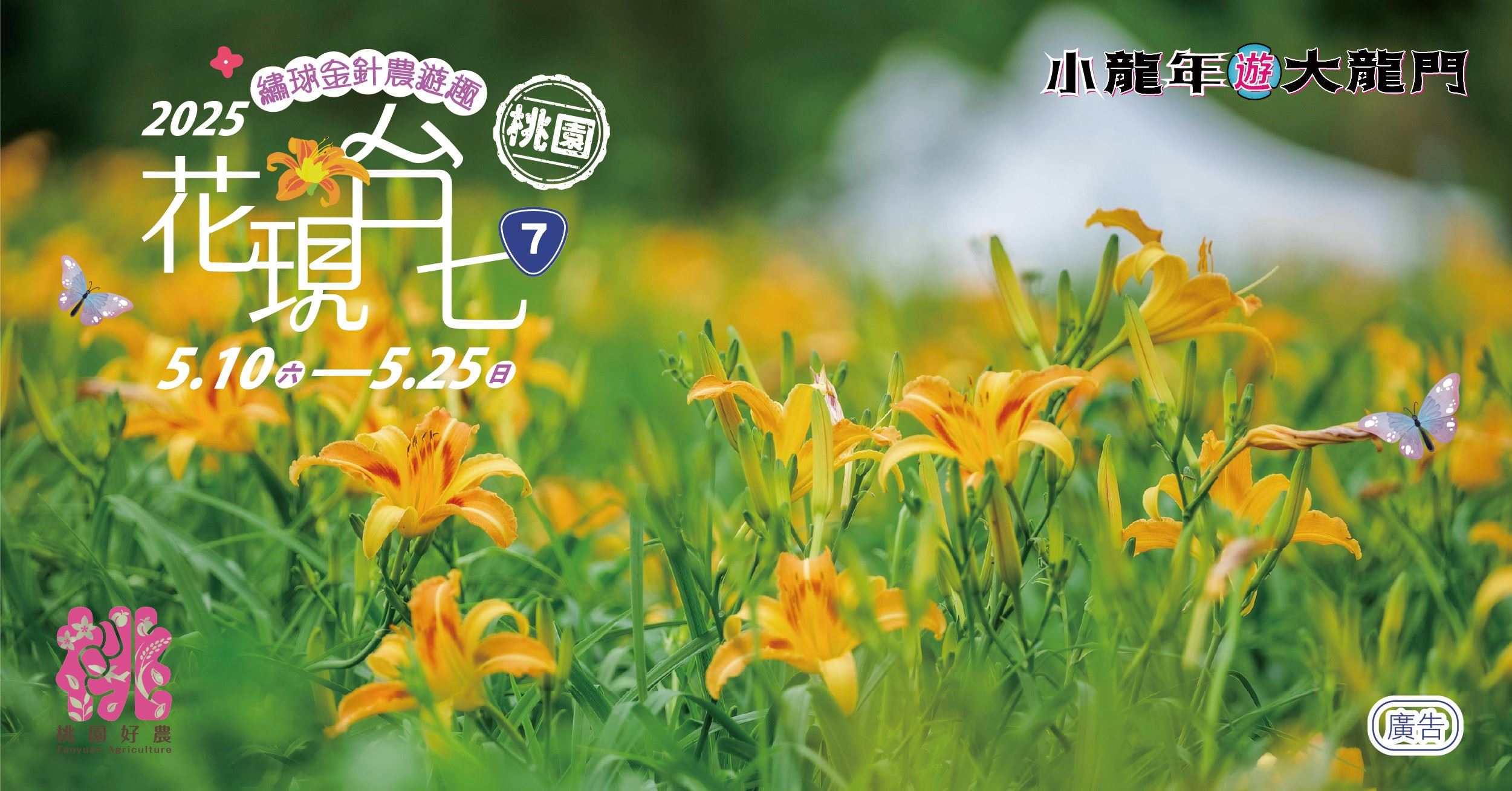 2025花現台七繡球金針農遊趣