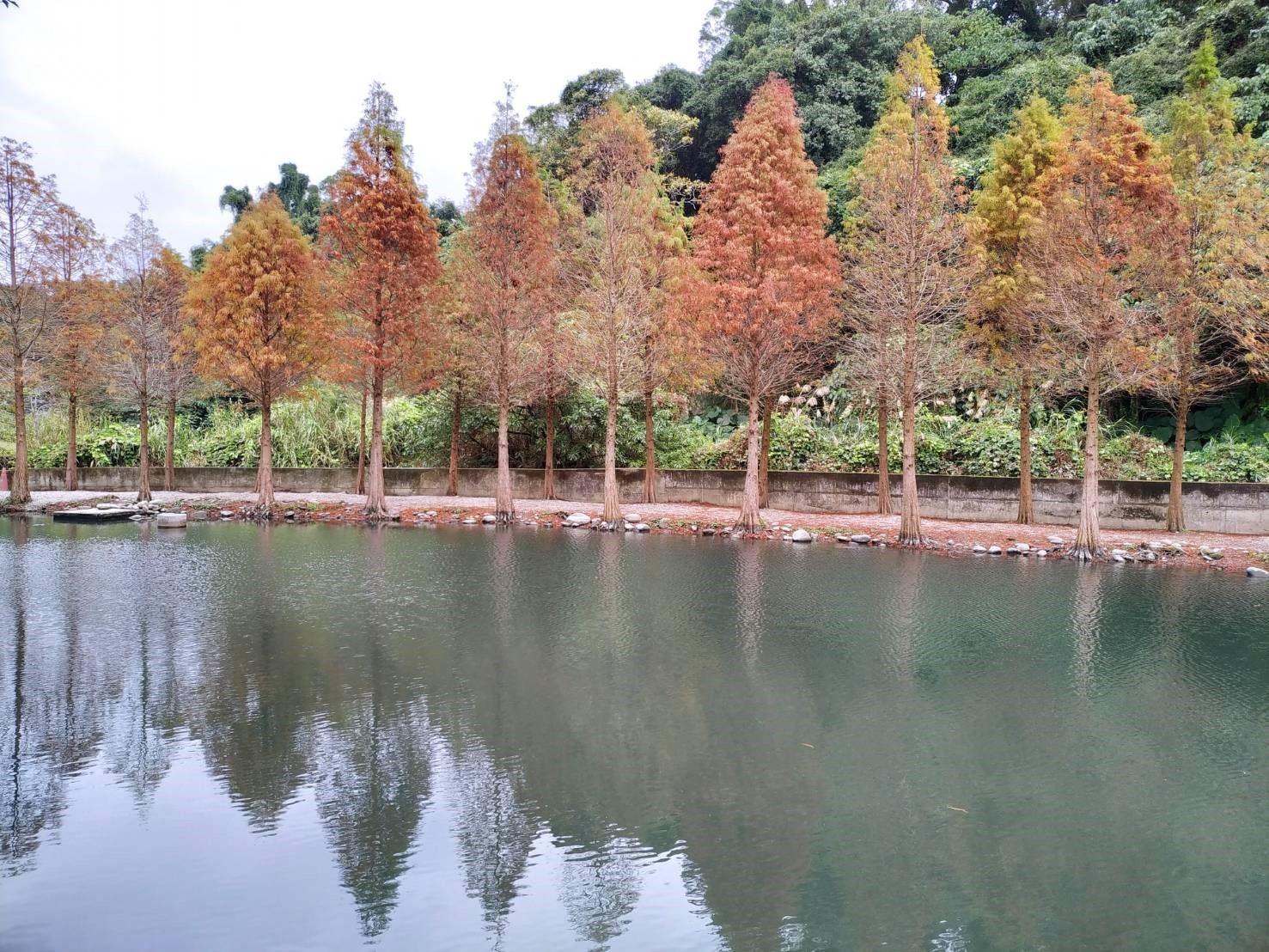 月眉濕地排水自然淨化系統：落羽松景觀。