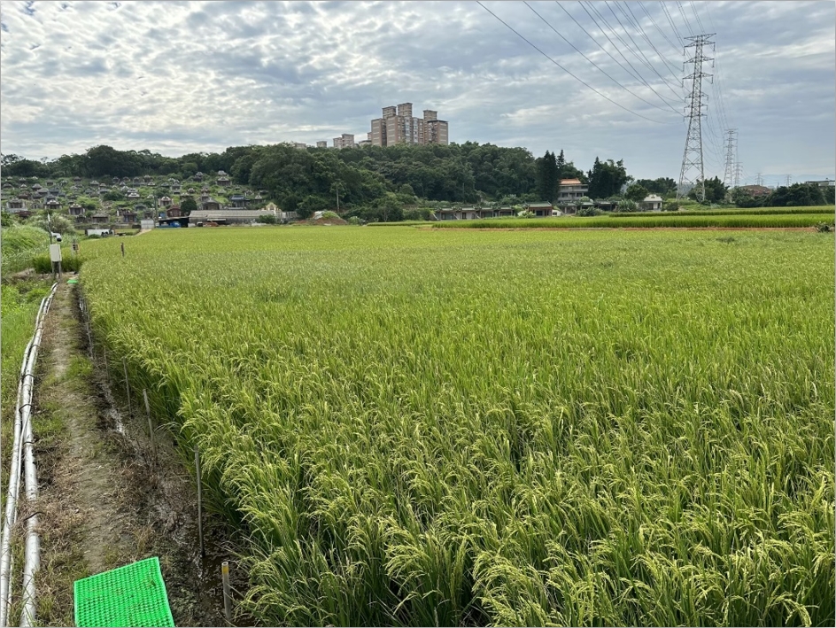 112年第一期稻作採用放流水作為農灌用水生長良好