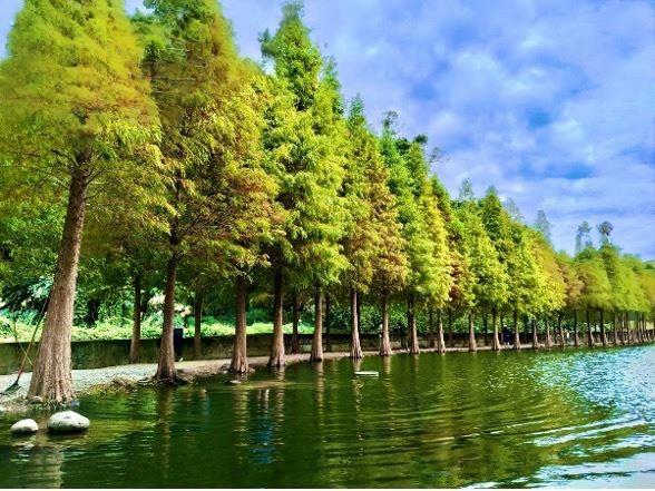 月眉濕地落羽松現況照片