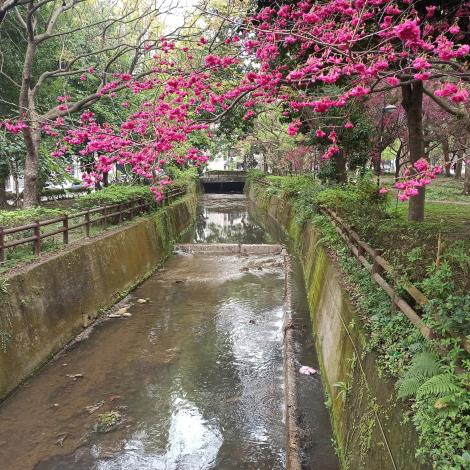 圖2 無取水需求之攔河堰配合渠底調整拆除，增加通洪能力