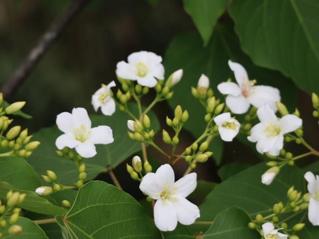 桃園客家文化館