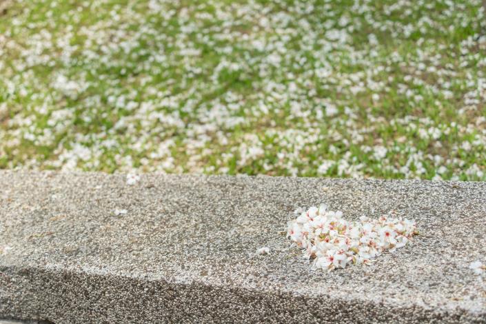 有「五月雪」美名的桐花是客家文化代表之一