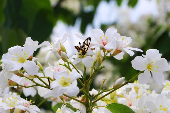 蝴蝶與桐花