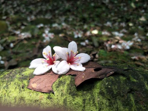 桐花之美