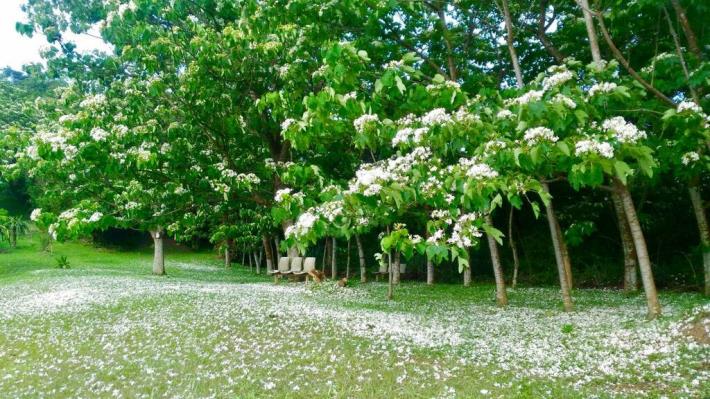 五月雪灑落美景