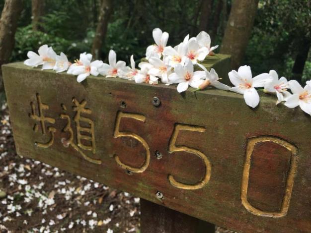 桐花步道