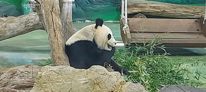 熊貓進食照片