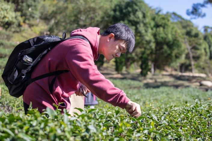 龍潭遊程帶領大家體驗一日茶農龍潭茶文化導覽