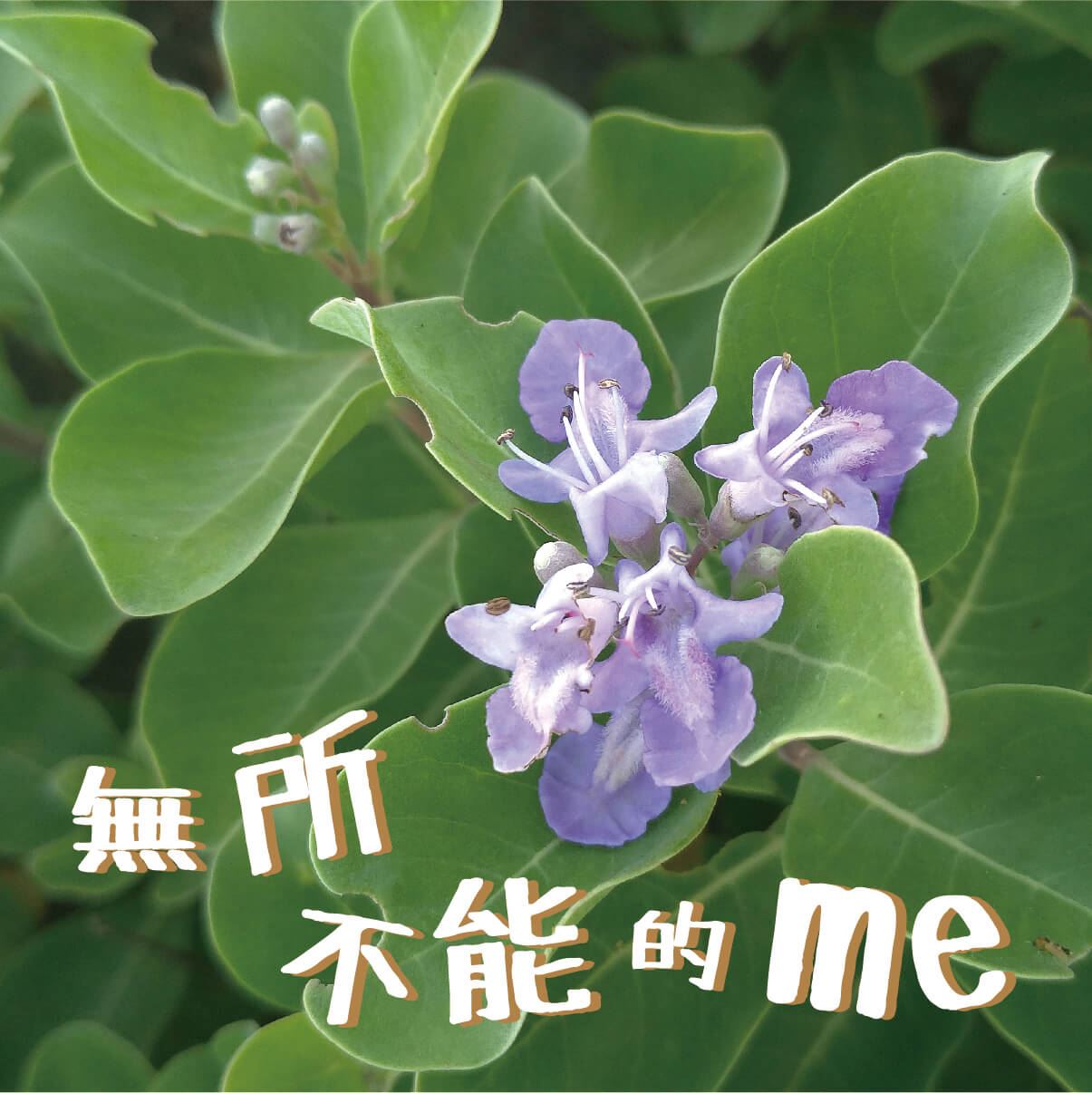 蔓荊