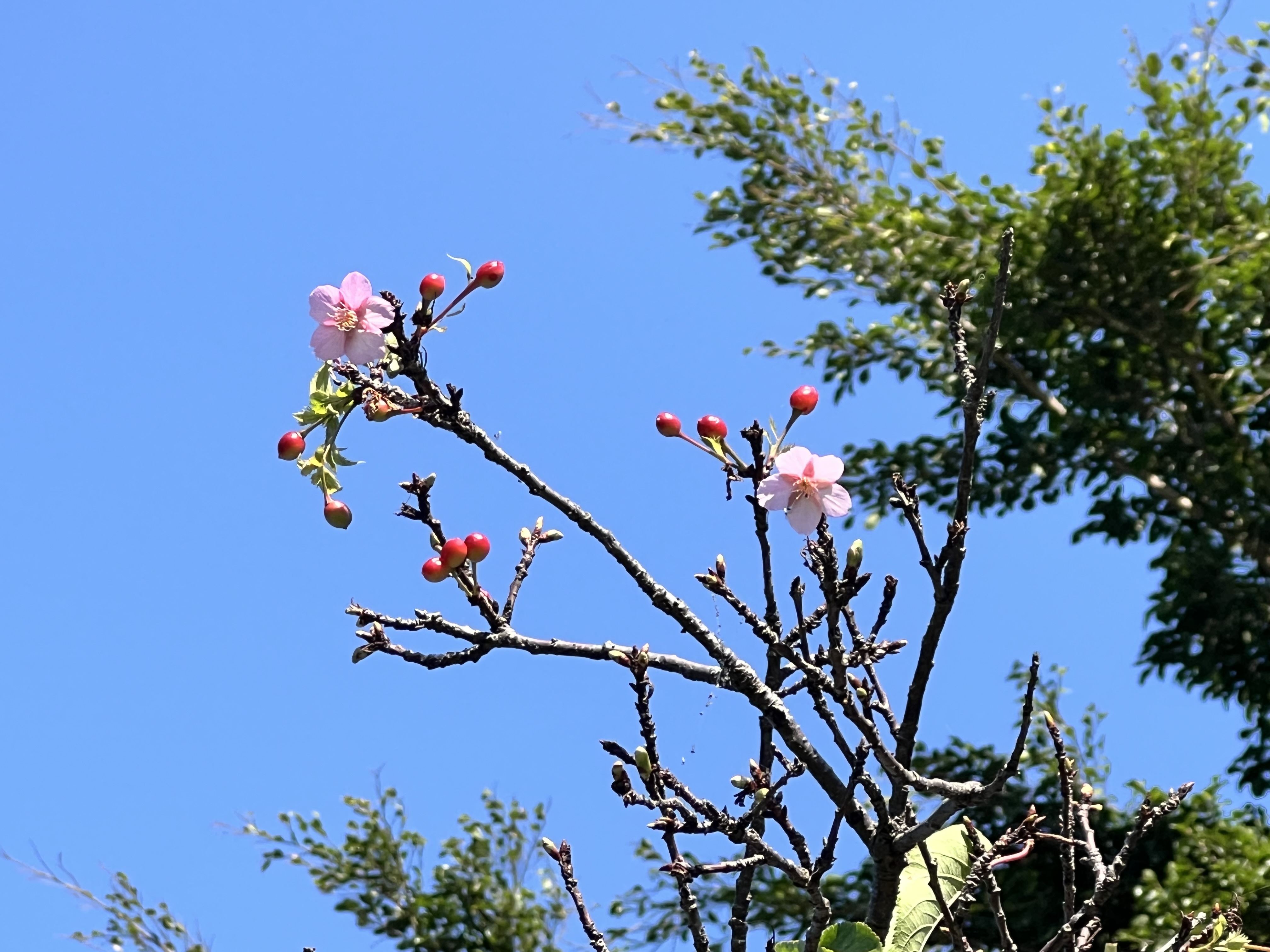 桃園空品淨化區 賞櫻踏青好去處3.JPG