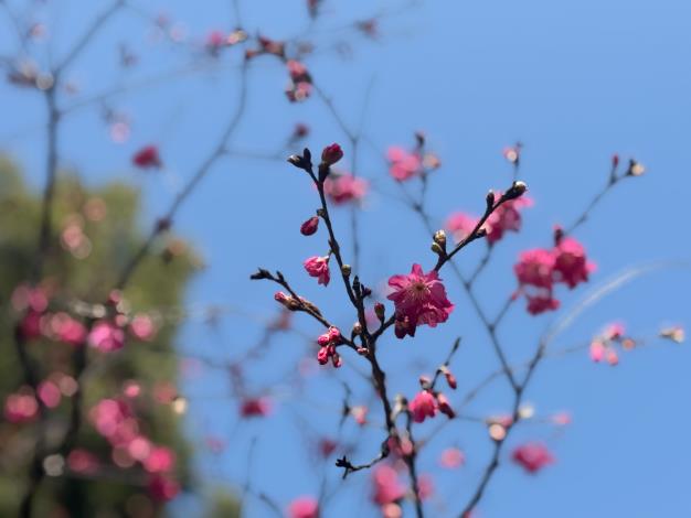 桃園空品淨化區 賞櫻踏青好去處5