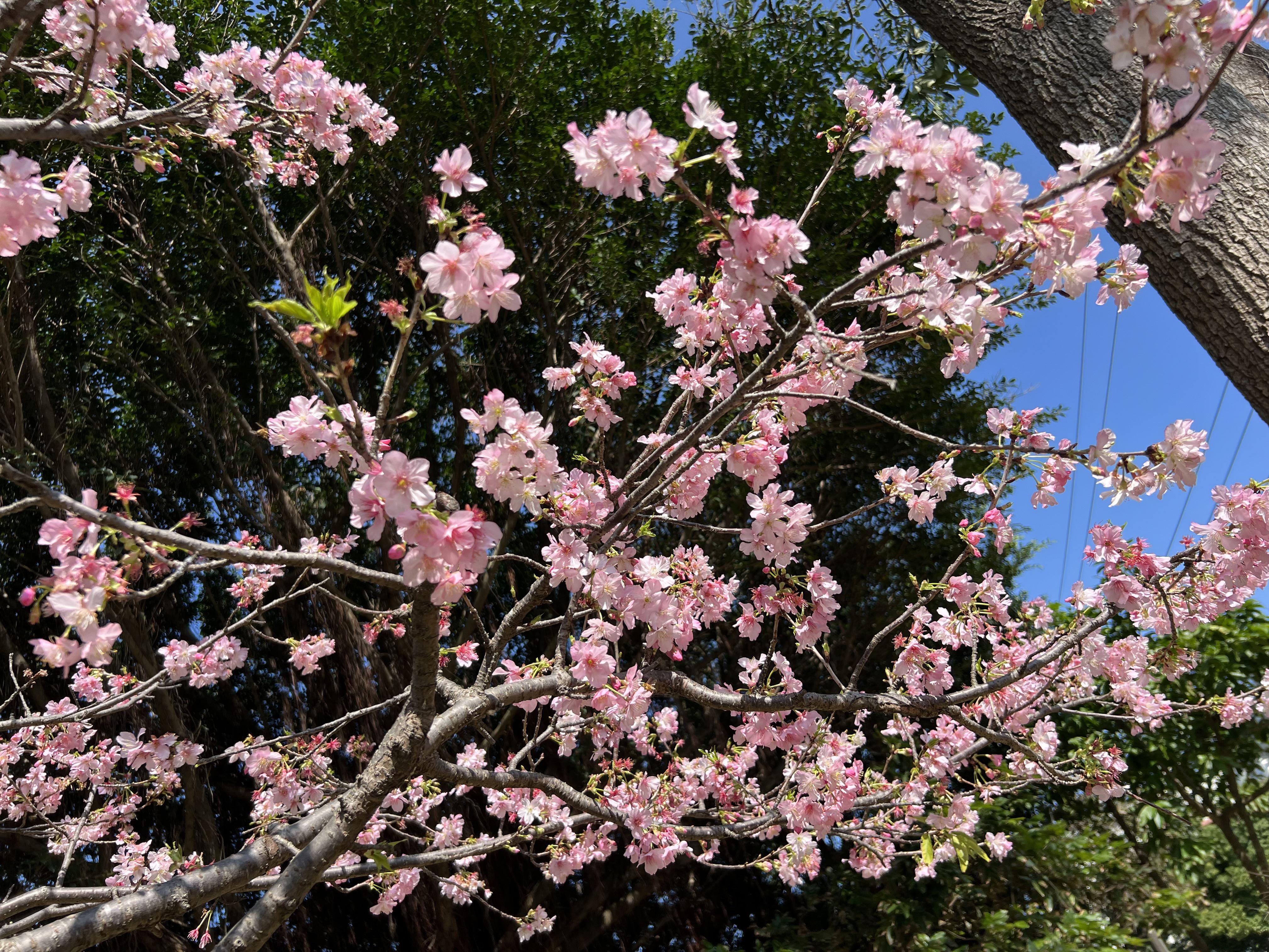 桃園空品淨化區 賞櫻踏青好去處2.JPG