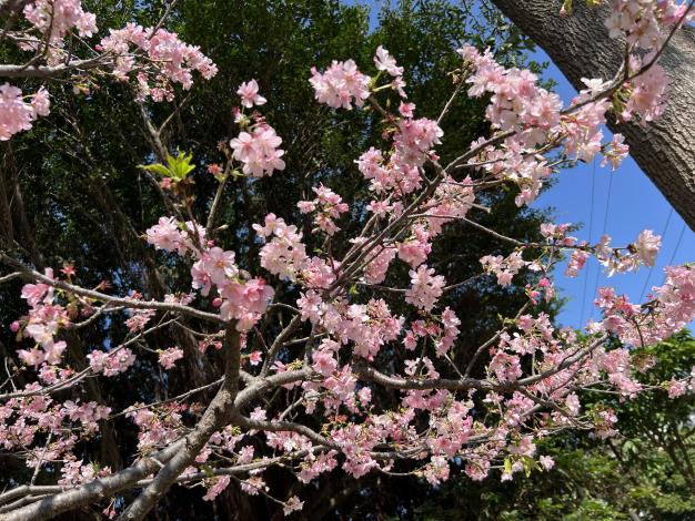 桃園空品淨化區 賞櫻踏青好去處2.JPG