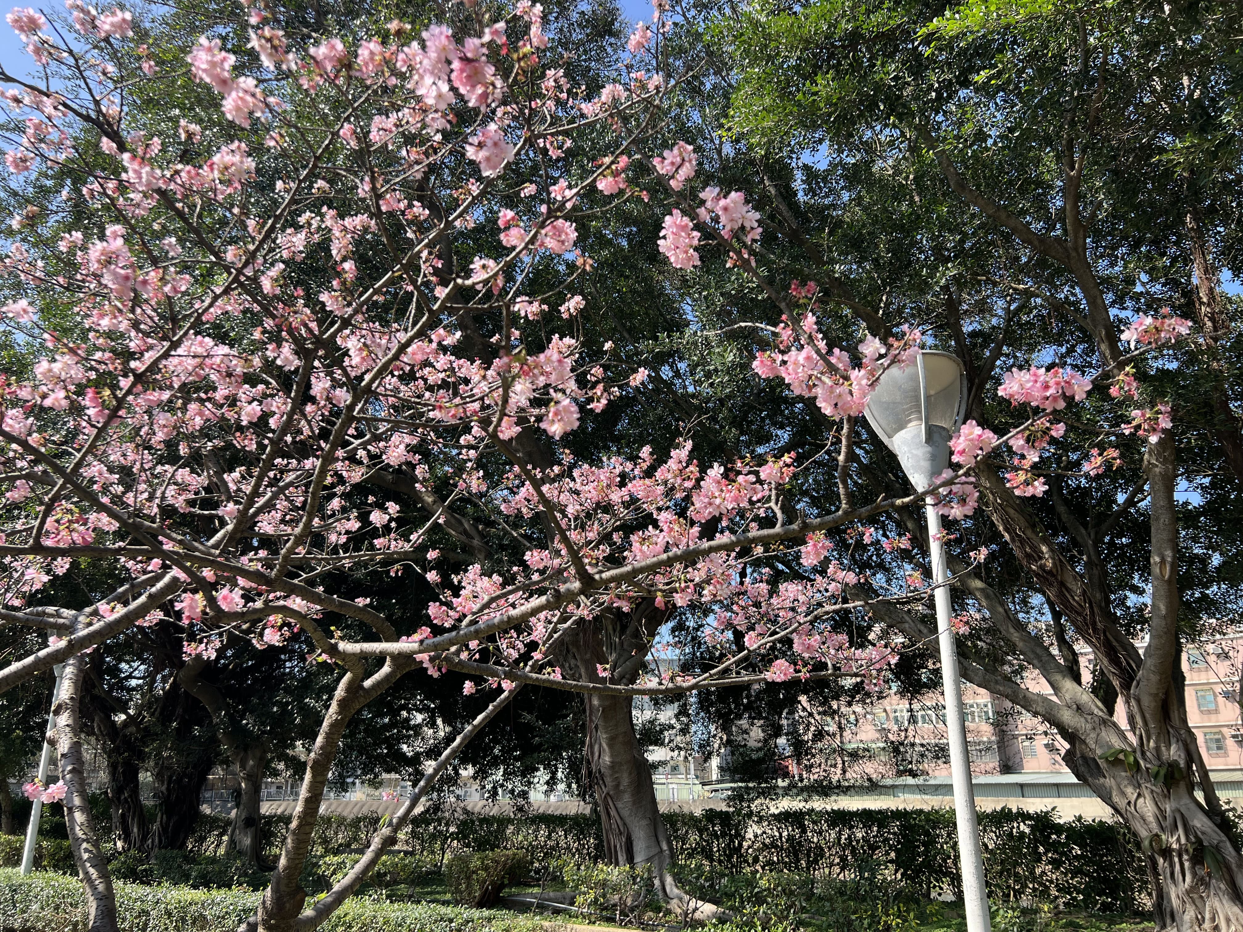 桃園空品淨化區 賞櫻踏青好去處1