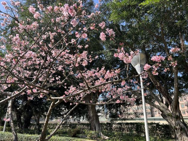 Taoyuan Air Quality Purification Zones: Perfect Spots for Cherry Blossom Viewing(5 photos in total)