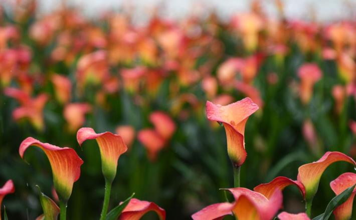 The “2023 Taoyuan Colorful Calla Lily Season” is the largest flower field in the history of the festival, with the theme of “Colorful Calla Lily”