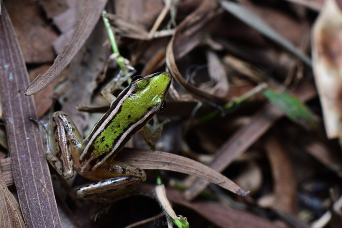 Restoration of Taipei Grass Frog