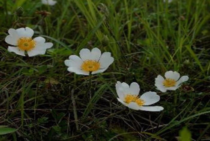 琉球野薔薇