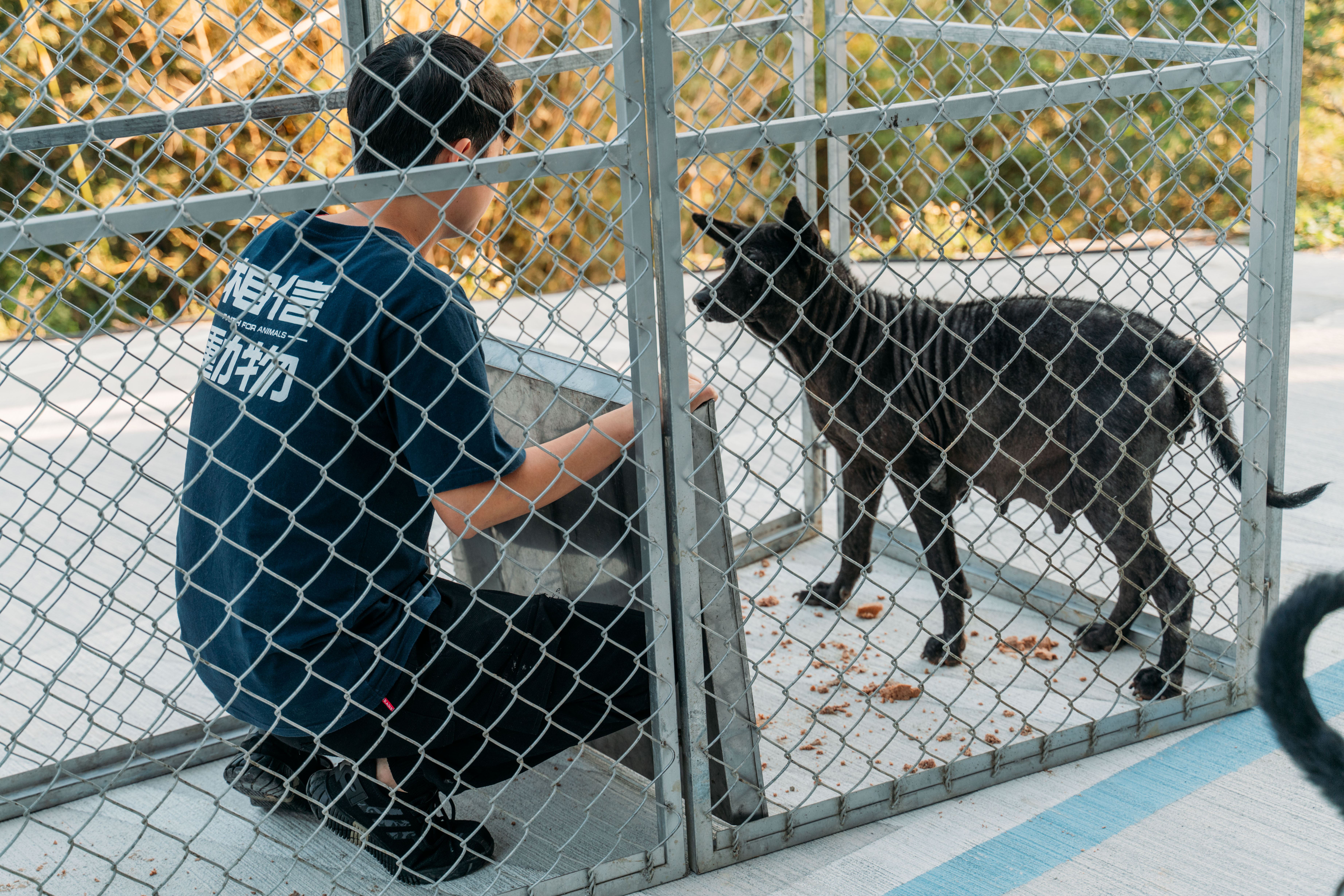 （圖三）捕犬人員運用人道器具捕捉未絕育母犬，執行前需判讀犬隻行為、降低緊迫反應，是協會絕育流程中極具挑戰的一步