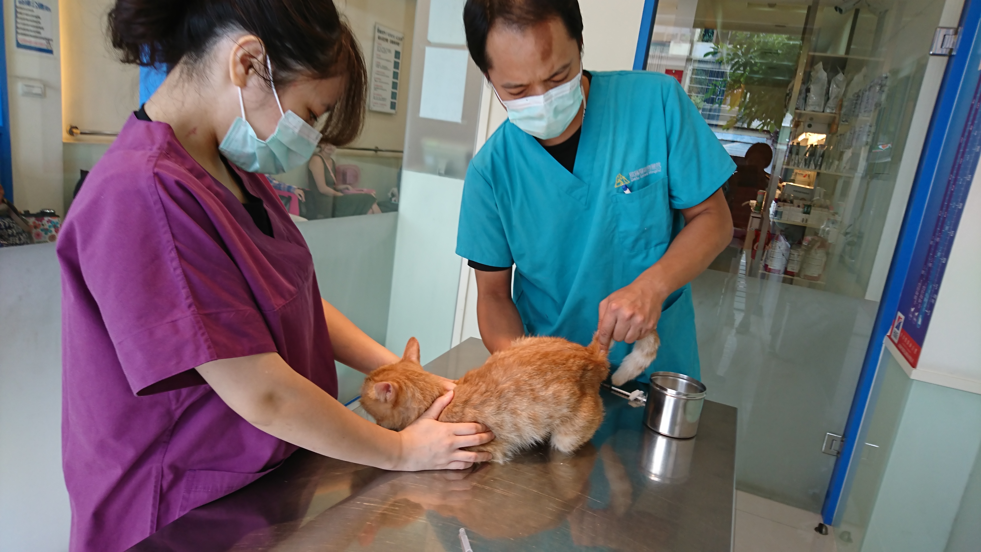 貓咪生病就要看醫生，圖為醫生正在幫貓咪處理便秘問題