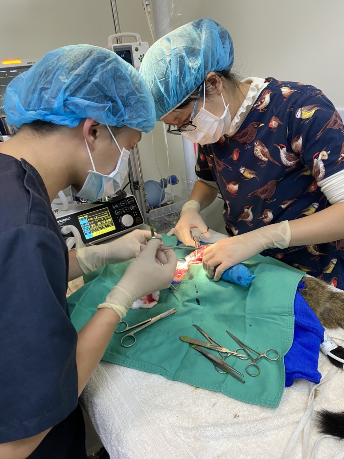 兩位獸醫師在為一隻被獸夾夾斷腿的白鼻心做截肢手術