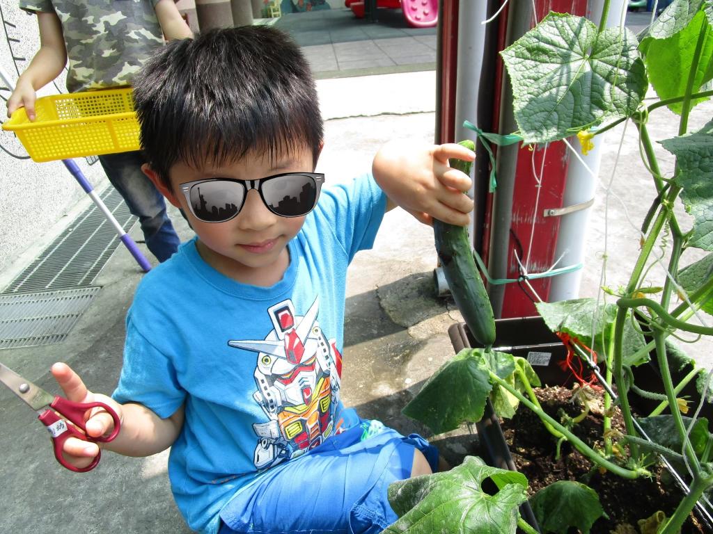 孩子親手採收小黃瓜