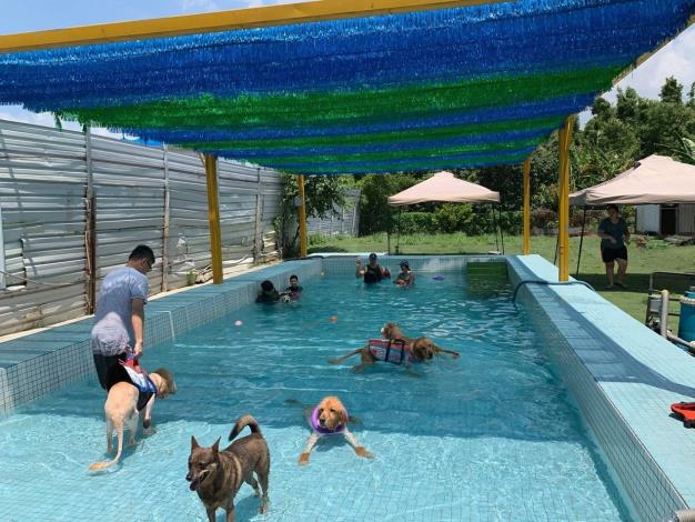 （圖二）受到良好照護的流浪狗恢復活力，在泳池悠遊玩耍(圖片取自狗腳印幸福聯盟臉書粉專)