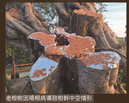 老榕樹感染褐根病後情形