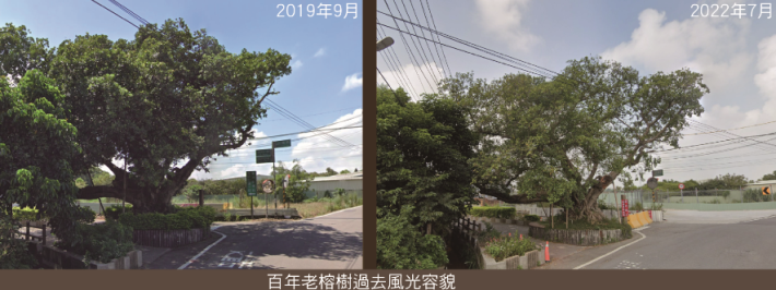百年榕樹過去風光容貌