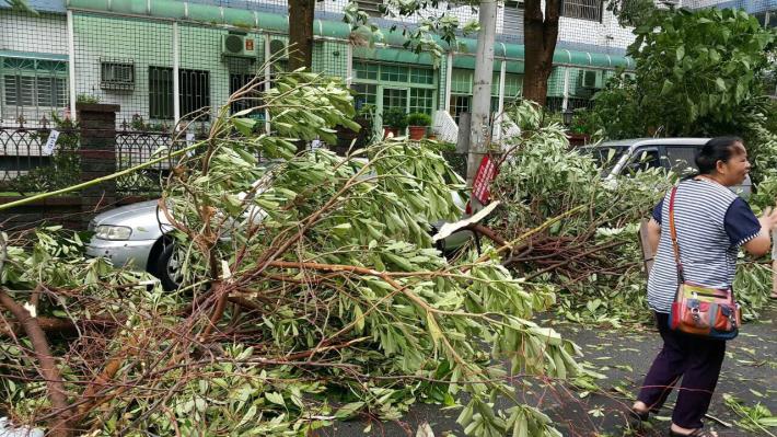 蘇迪勒颱風風勢驚人，路樹壓到多部轎車。