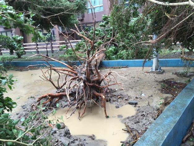 蘇迪勒颱風風勢驚人，路樹全倒災情嚴重。
