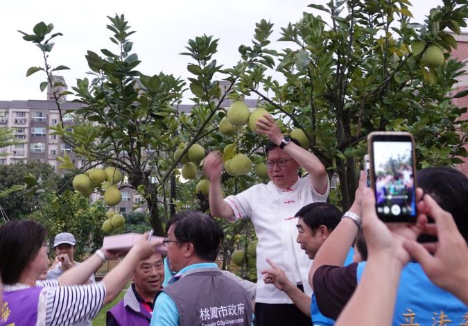 市長蒞臨柚子公園進行採柚儀式