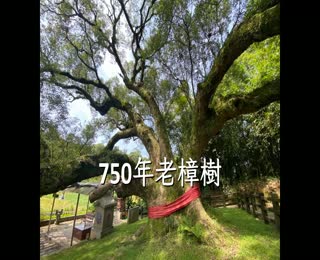 導覽影片-750年老樟樹(華語版)