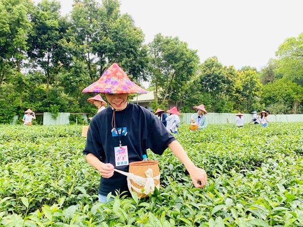 與沏茶林國際實業有限公司合作，讓學員實際體驗採集茶葉的工作