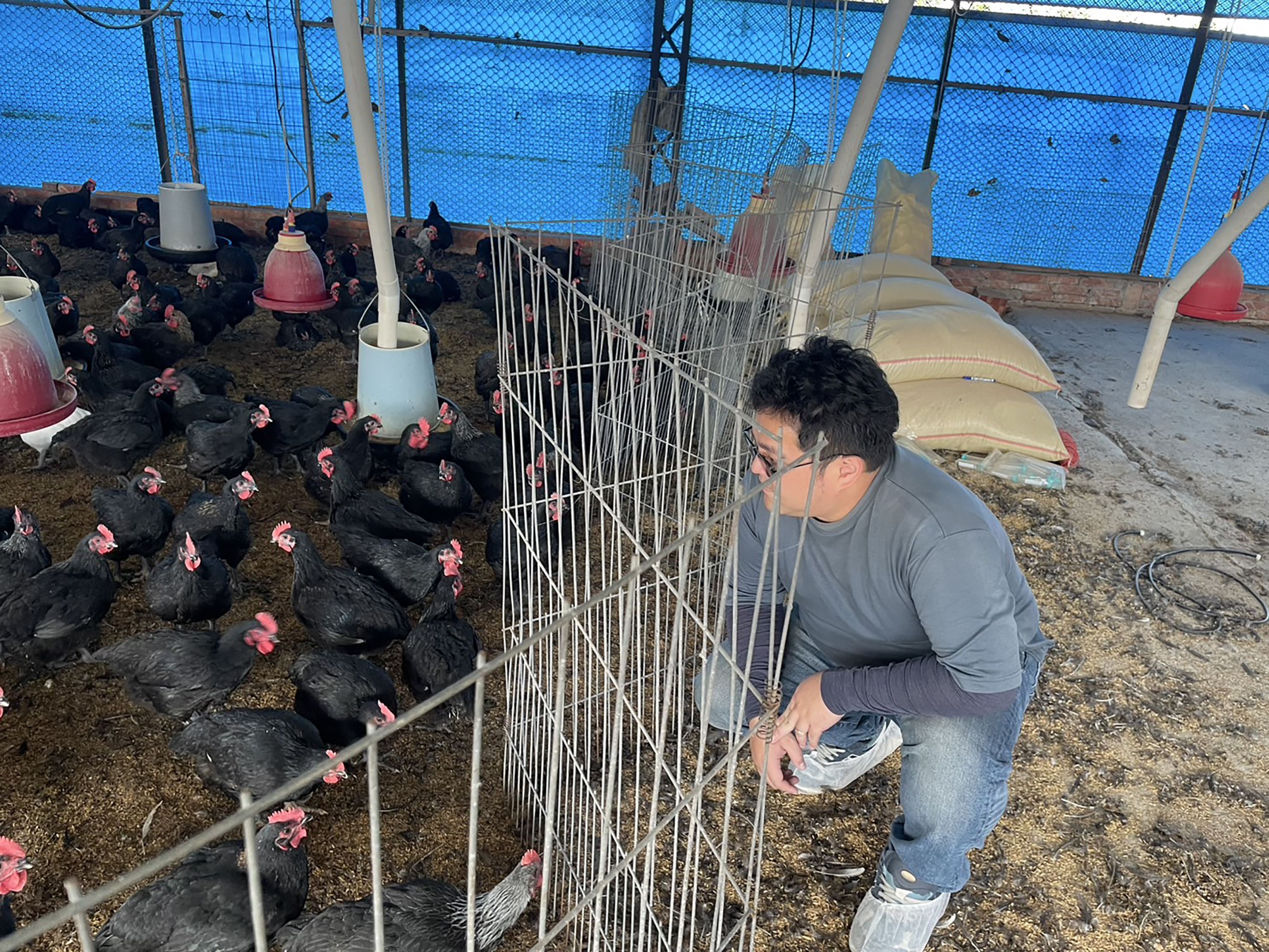 圖一洺鈞畜產以無抗生素養殖技術飼養雞隻