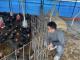 圖一洺鈞畜產以無抗生素養殖技術飼養雞隻