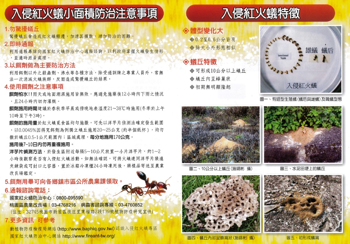 紅火蟻自主防治方法